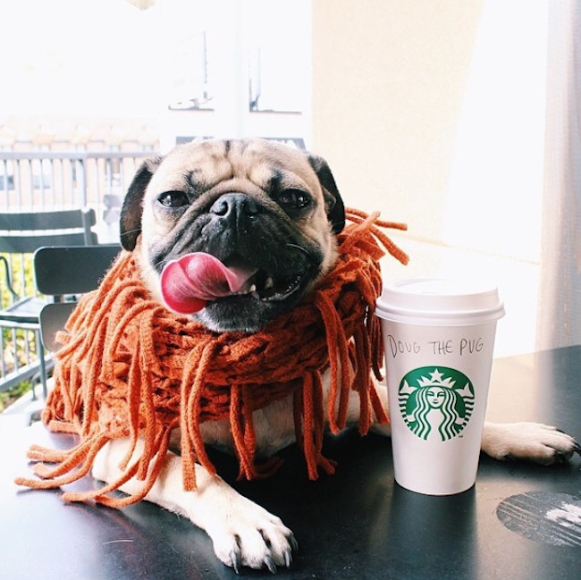 Doug_the_Pug_One_of_the_most_Cutest_Dogs_of_Instagram_2015_04