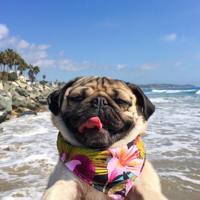 Doug_the_Pug_One_of_the_most_Cutest_Dogs_of_Instagram_2015_06
