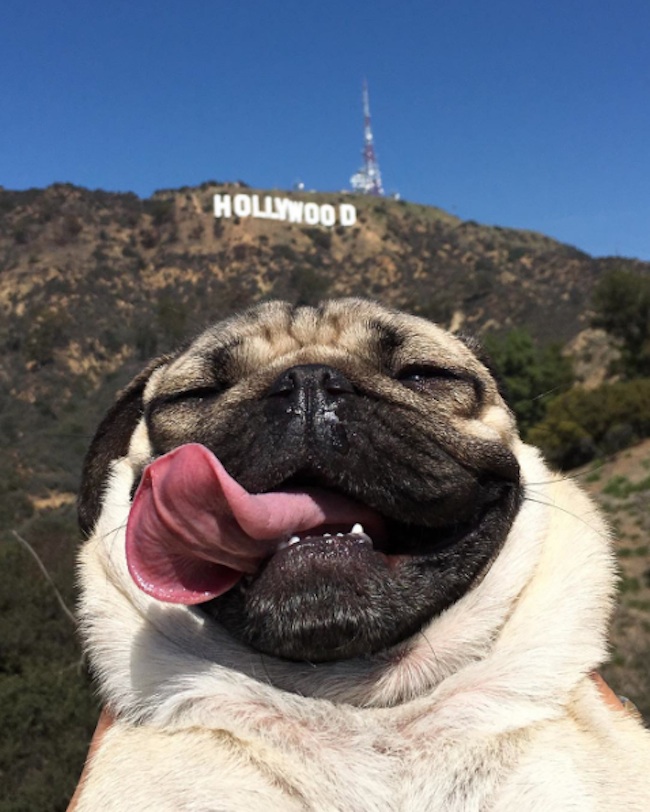 Doug_the_Pug_One_of_the_most_Cutest_Dogs_of_Instagram_2015_07