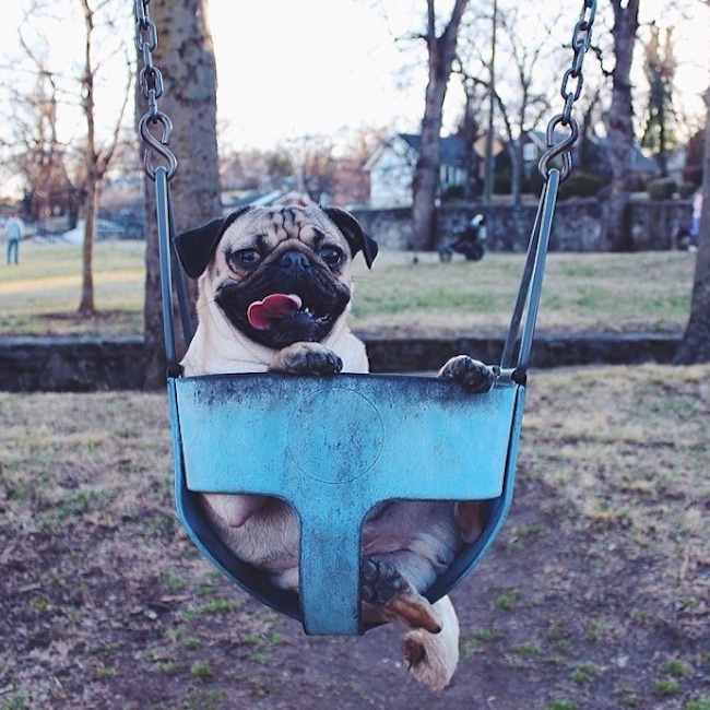 Doug_the_Pug_One_of_the_most_Cutest_Dogs_of_Instagram_2015_12
