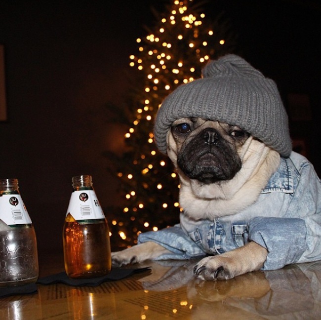 Doug_the_Pug_One_of_the_most_Cutest_Dogs_of_Instagram_2015_13