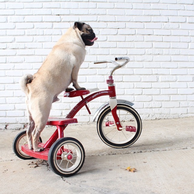 Doug_the_Pug_One_of_the_most_Cutest_Dogs_of_Instagram_2015_15