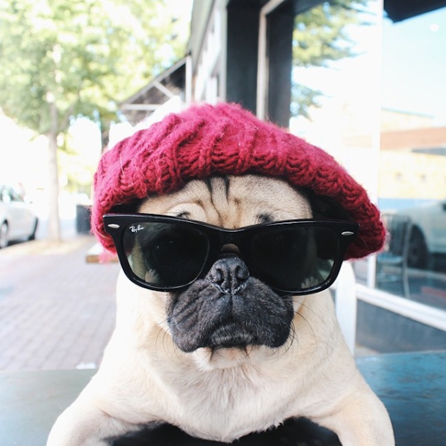 Doug_the_Pug_One_of_the_most_Cutest_Dogs_of_Instagram_2015_16
