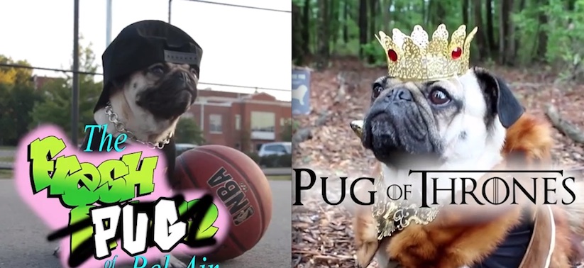 Doug_the_Pug_Adorably_Recreates_Classic_TV_Show_Intros_2015_01