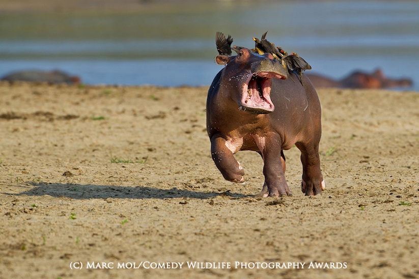 Help.....mum! Driven hippo-potty-mus.