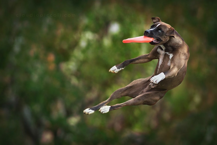 Dogs_Can_Fly_by_Claudio_Piccoli_2015_02