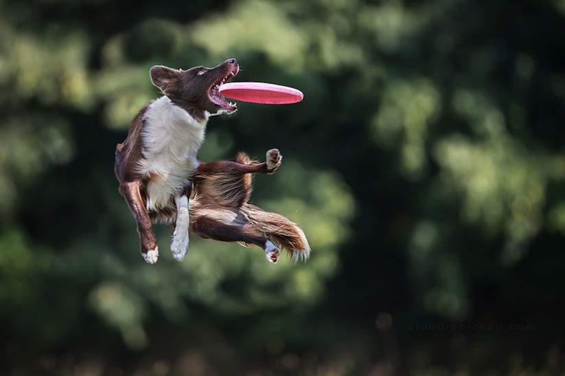 Dogs_Can_Fly_by_Claudio_Piccoli_2015_04