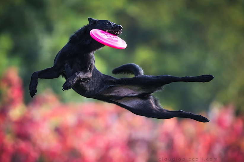 Dogs_Can_Fly_by_Claudio_Piccoli_2015_05