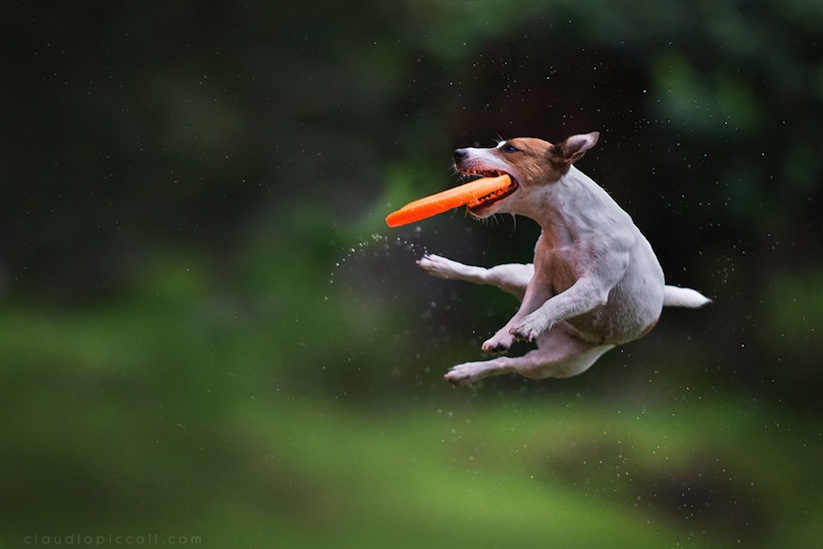 Dogs_Can_Fly_by_Claudio_Piccoli_2015_06