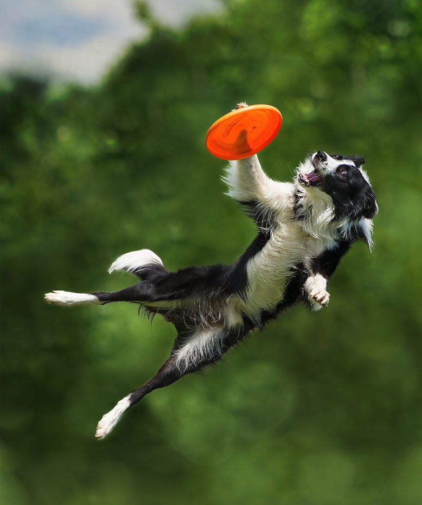 Dogs_Can_Fly_by_Claudio_Piccoli_2015_09