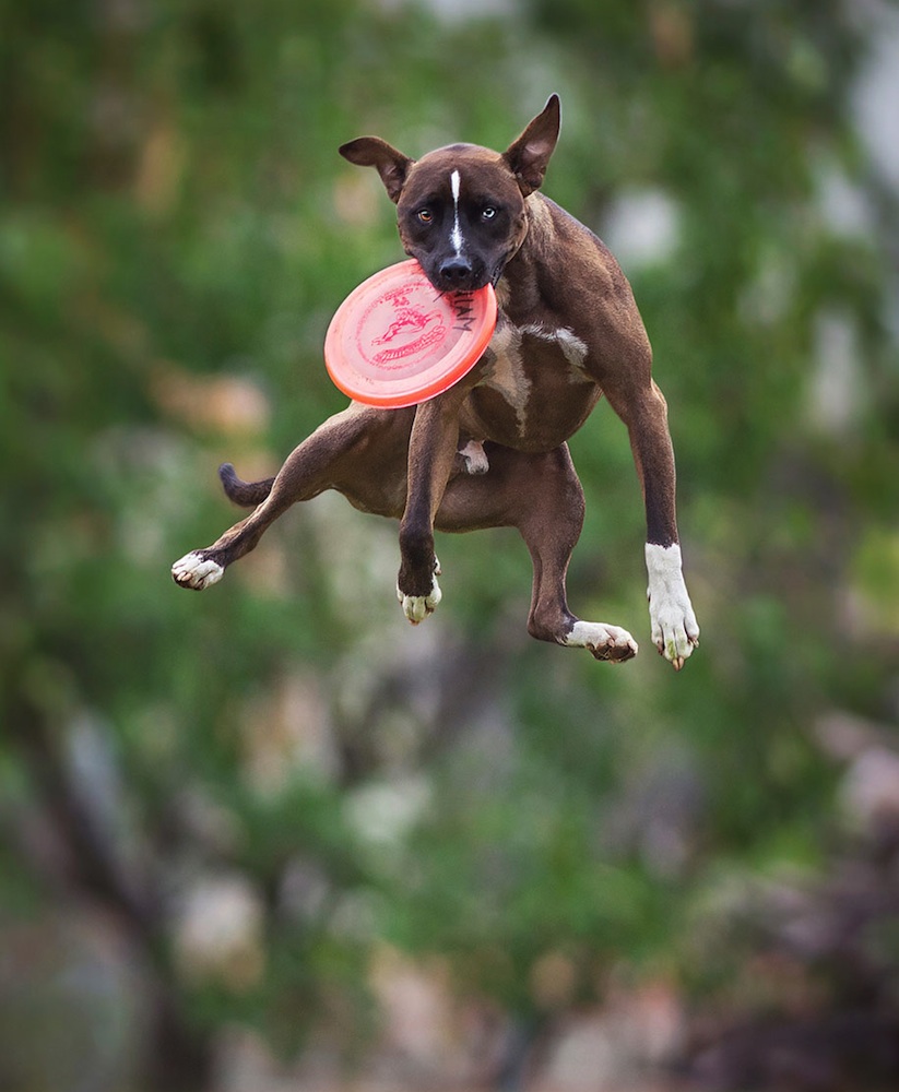 Dogs_Can_Fly_by_Claudio_Piccoli_2015_11