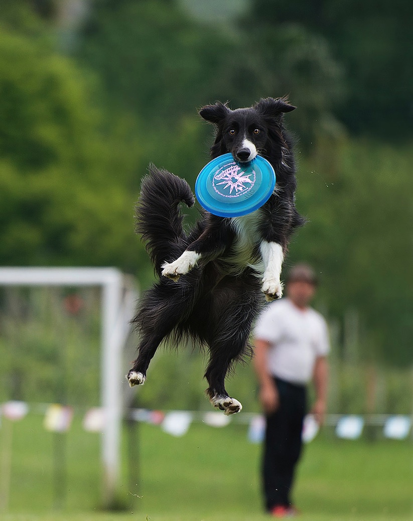 Dogs_Can_Fly_by_Claudio_Piccoli_2015_12