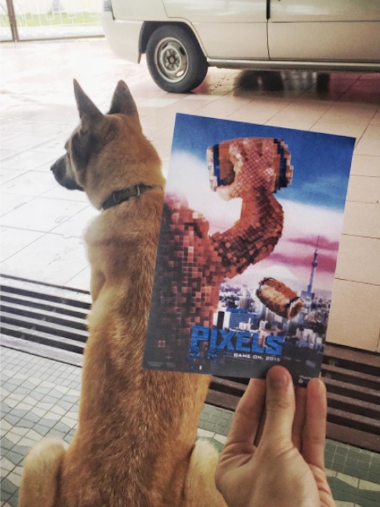 Famous Movie Posters Hijacked by Dogs New Funny Mash-Ups from