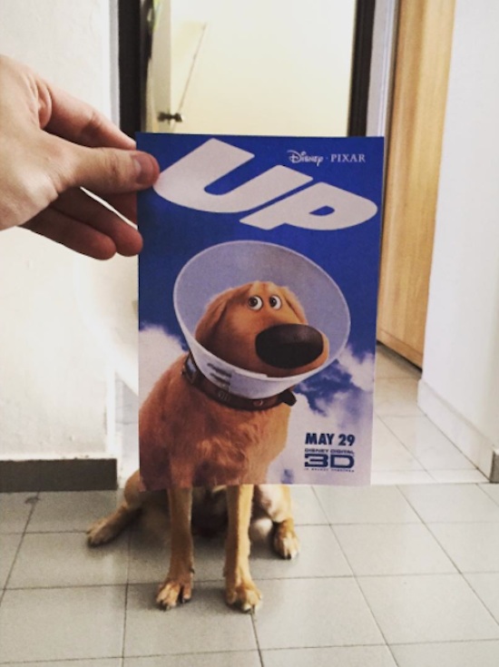Famous_Movie_Posters_Hijacked_by_Dogs_2016_03
