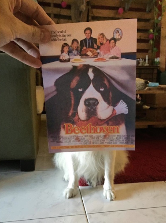 Famous_Movie_Posters_Hijacked_by_Dogs_2016_04