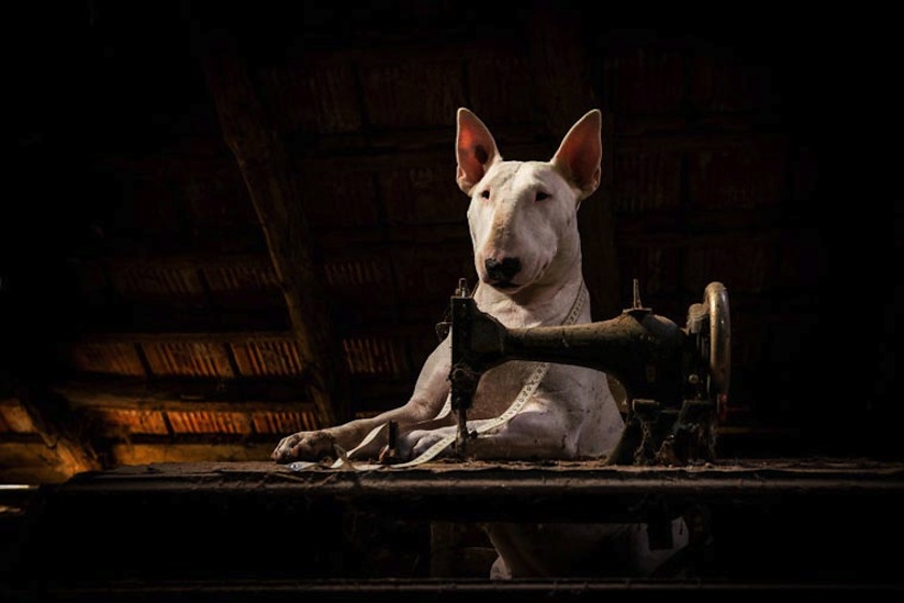 Urbex_Dog_by_Alice_van_Kempen_2016_07