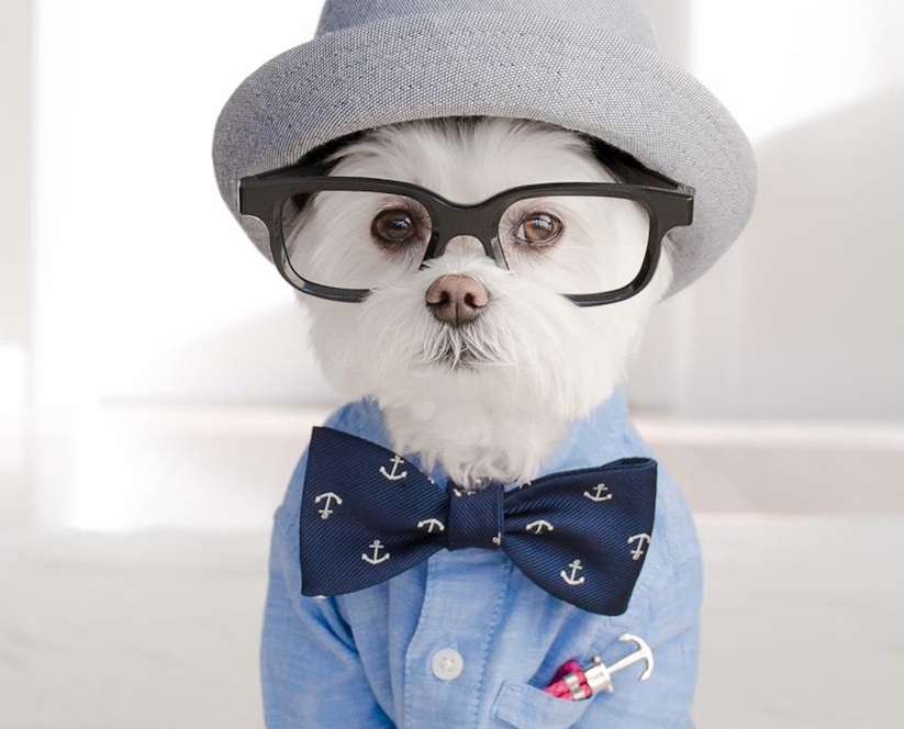 Meet_Toby_LittleDude_The_Charming_Hipster_Dog_Of_Instagram_with_Attitude_2016_01