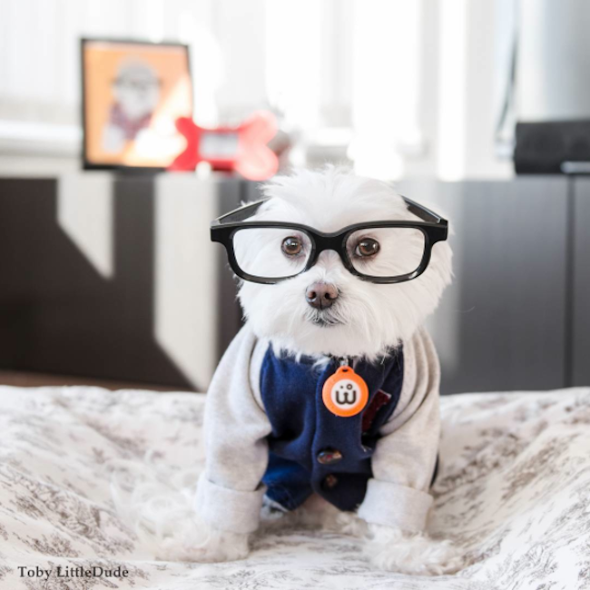 Meet_Toby_LittleDude_The_Charming_Hipster_Dog_Of_Instagram_with_Attitude_2016_02