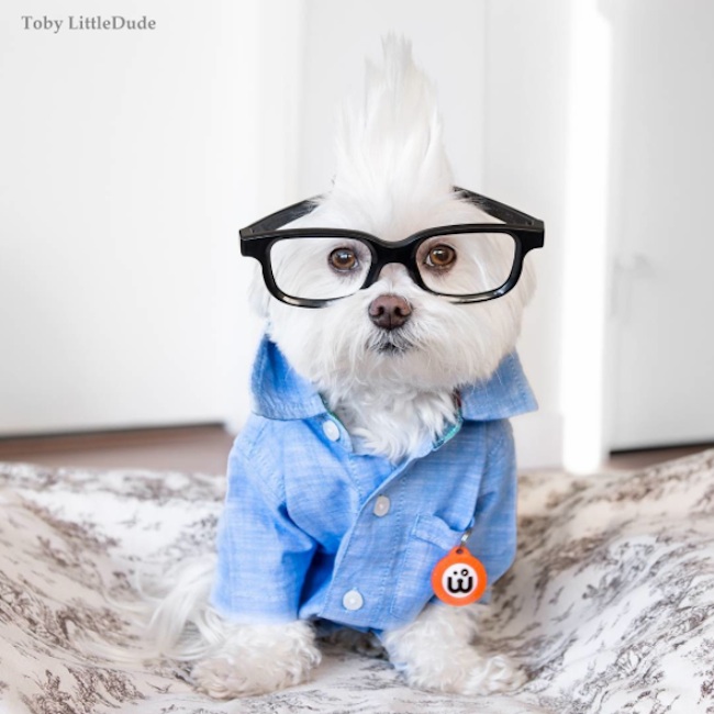 Meet_Toby_LittleDude_The_Charming_Hipster_Dog_Of_Instagram_with_Attitude_2016_03