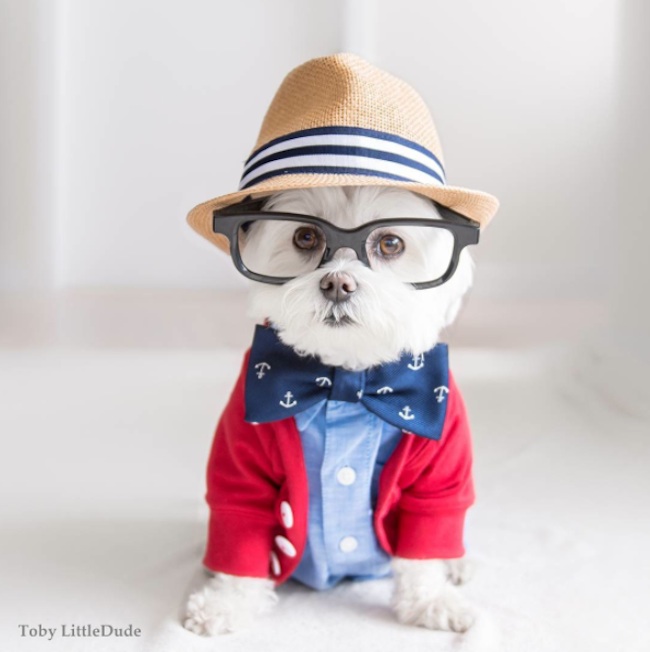 Meet_Toby_LittleDude_The_Charming_Hipster_Dog_Of_Instagram_with_Attitude_2016_04