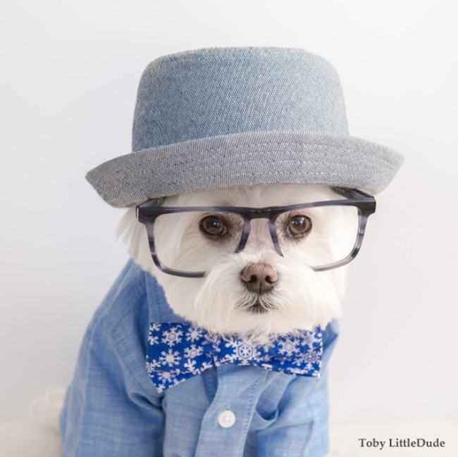 Meet_Toby_LittleDude_The_Charming_Hipster_Dog_Of_Instagram_with_Attitude_2016_06