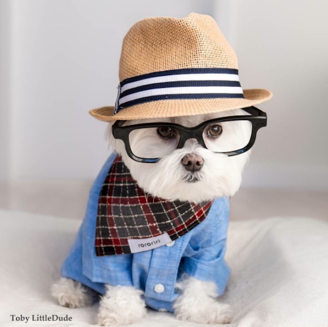 Meet_Toby_LittleDude_The_Charming_Hipster_Dog_Of_Instagram_with_Attitude_2016_07