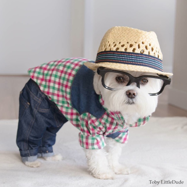 Meet_Toby_LittleDude_The_Charming_Hipster_Dog_Of_Instagram_with_Attitude_2016_08