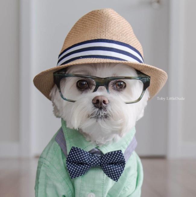 Meet_Toby_LittleDude_The_Charming_Hipster_Dog_Of_Instagram_with_Attitude_2016_09