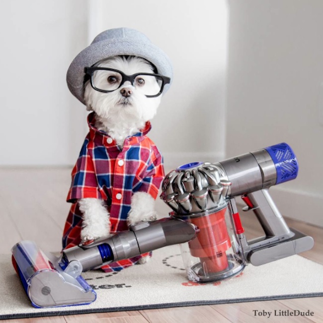 Meet_Toby_LittleDude_The_Charming_Hipster_Dog_Of_Instagram_with_Attitude_2016_10