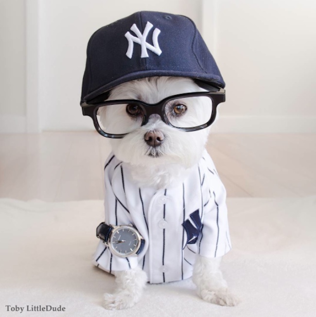 Meet_Toby_LittleDude_The_Charming_Hipster_Dog_Of_Instagram_with_Attitude_2016_11