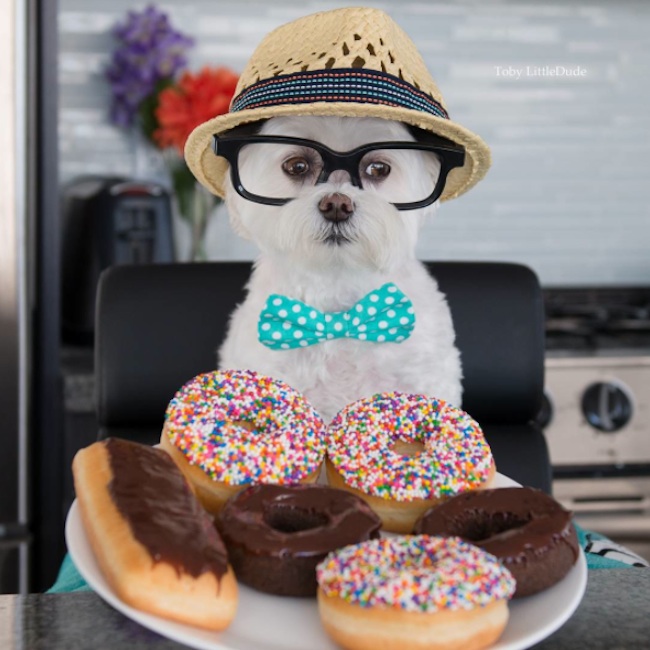 Meet_Toby_LittleDude_The_Charming_Hipster_Dog_Of_Instagram_with_Attitude_2016_12