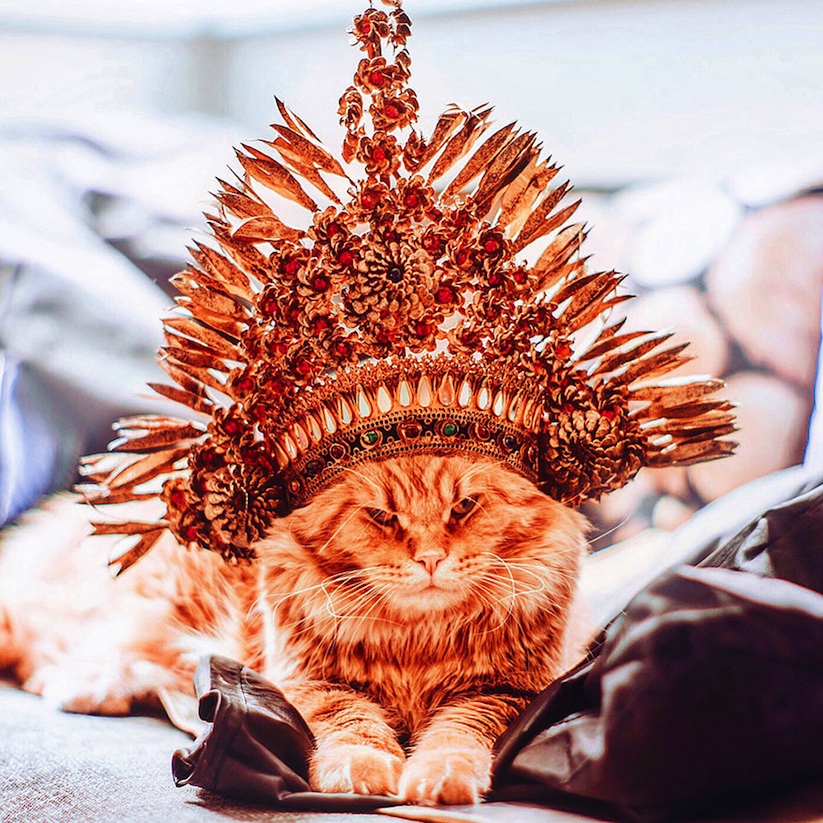 Meet_Kotleta_The_Majestic_Ginger_Cat_of_Russian_Photographer_Kristina_Makeeva_2016_02