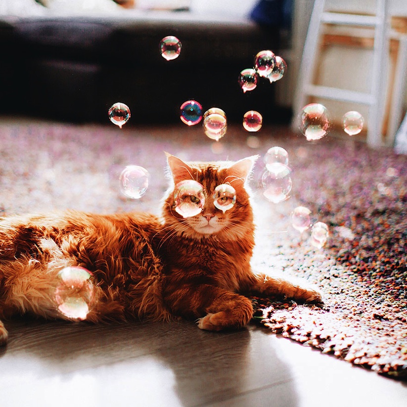 Meet_Kotleta_The_Majestic_Ginger_Cat_of_Russian_Photographer_Kristina_Makeeva_2016_03