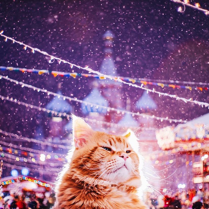 Meet_Kotleta_The_Majestic_Ginger_Cat_of_Russian_Photographer_Kristina_Makeeva_2016_04