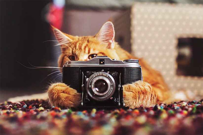 Meet_Kotleta_The_Majestic_Ginger_Cat_of_Russian_Photographer_Kristina_Makeeva_2016_08