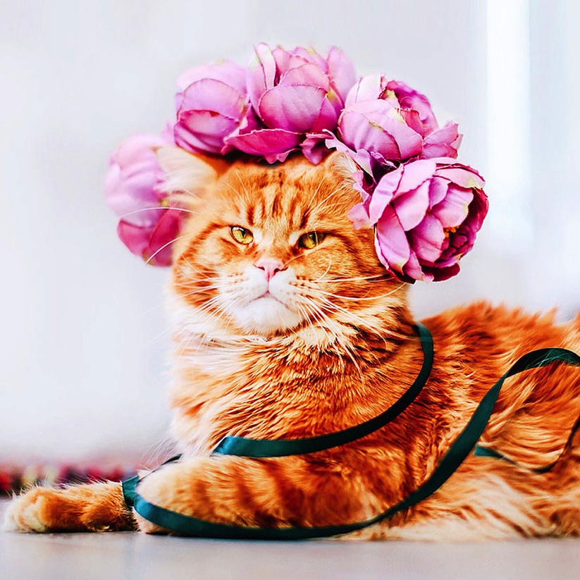 Meet_Kotleta_The_Majestic_Ginger_Cat_of_Russian_Photographer_Kristina_Makeeva_2016_12