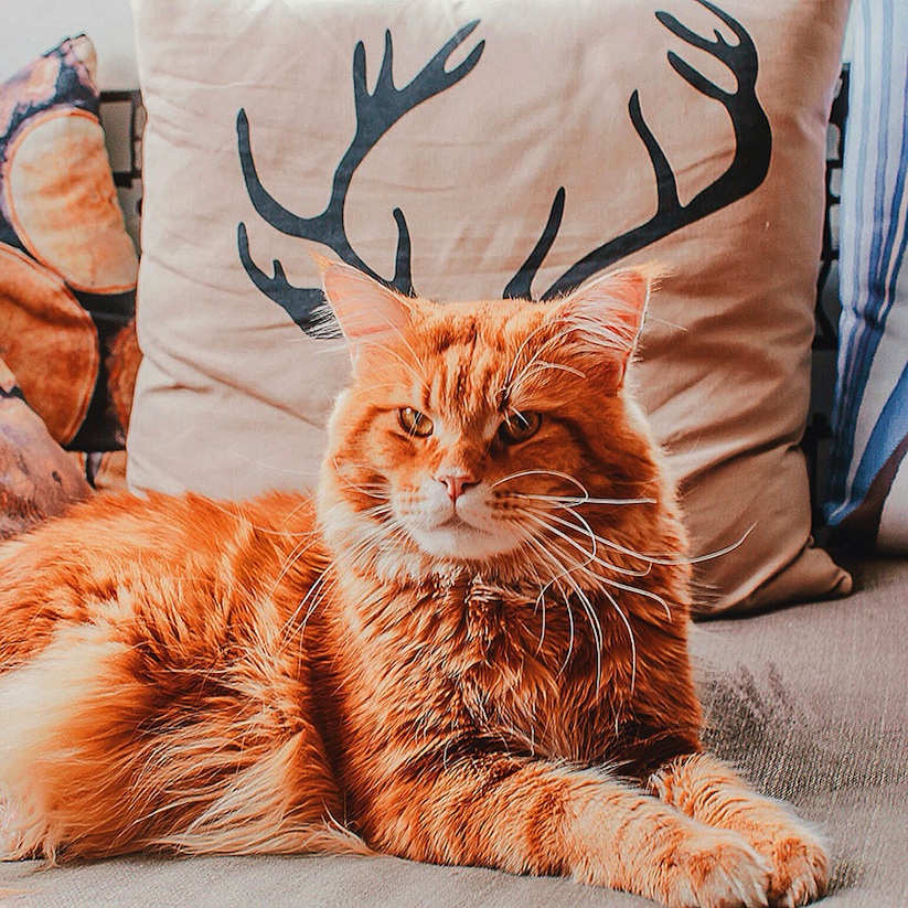 Meet_Kotleta_The_Majestic_Ginger_Cat_of_Russian_Photographer_Kristina_Makeeva_2016_13