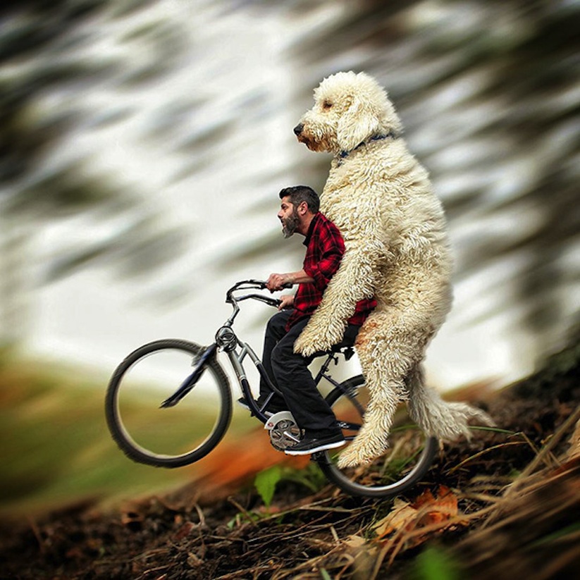 Meet_Photographer_Christopher_Cline_His_Giant_Dog_Juji_2016_14