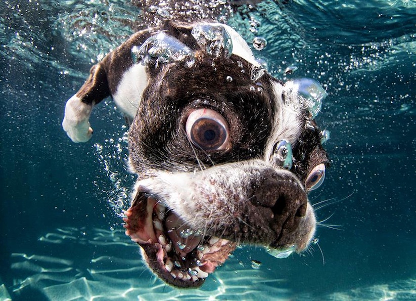 Underwater_Dogs_by_Seth_Casteel_2016_01