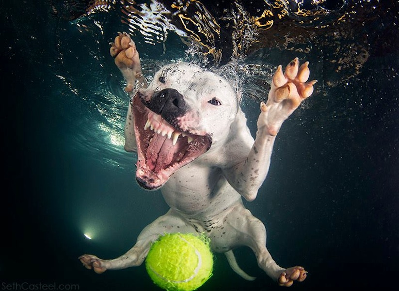 Underwater_Dogs_by_Seth_Casteel_2016_02
