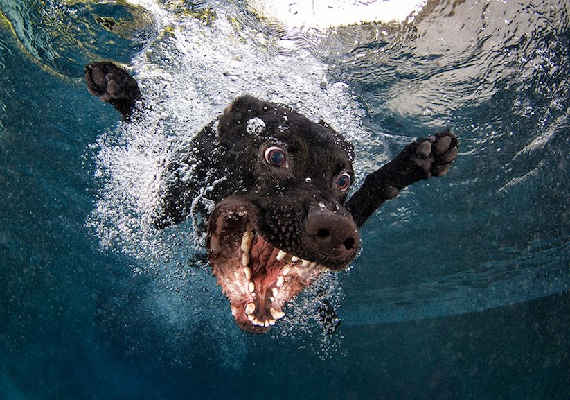 Underwater_Dogs_by_Seth_Casteel_2016_05