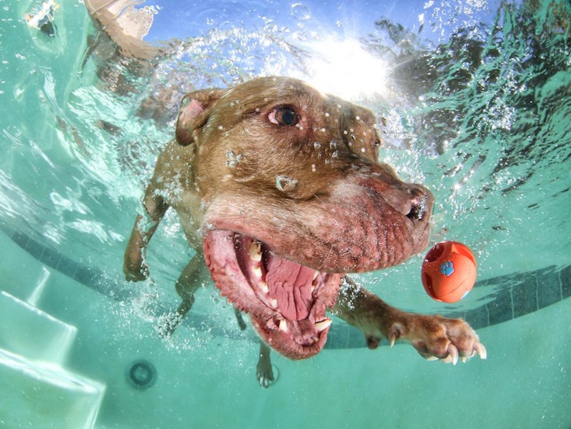 Underwater_Dogs_by_Seth_Casteel_2016_09