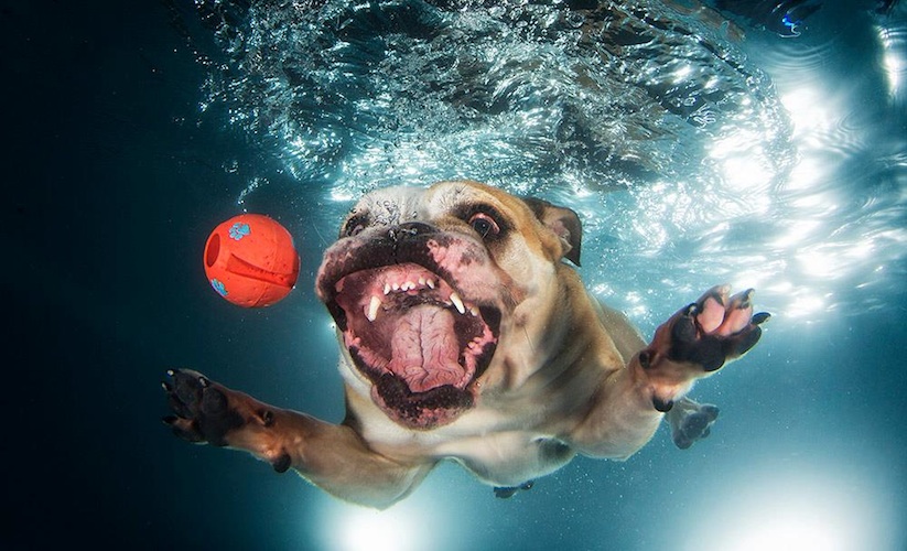 Underwater_Dogs_by_Seth_Casteel_2016_10