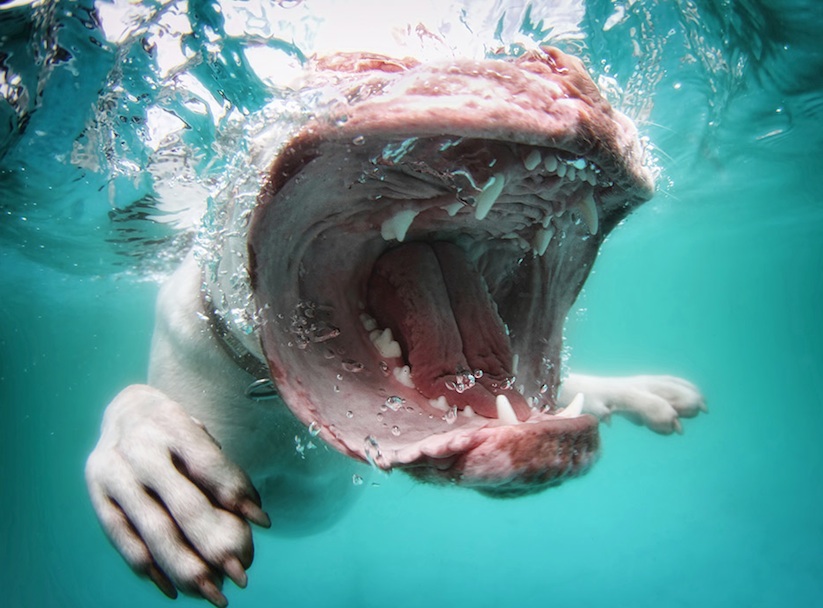 Underwater_Dogs_by_Seth_Casteel_2016_11