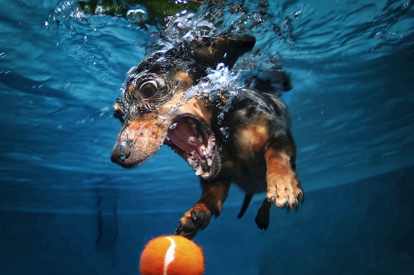 Underwater_Dogs_by_Seth_Casteel_2016_12