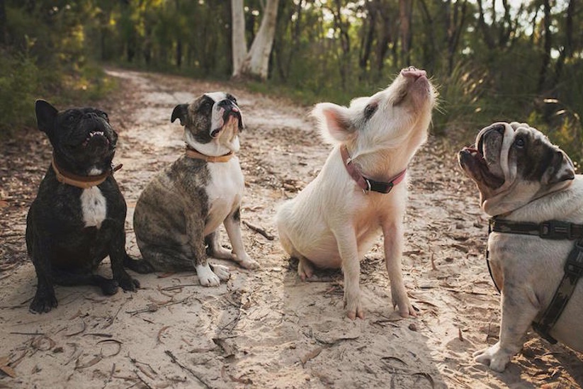 Meet_Olive_An_Adorable_Little_Pig_that_was_Raised_with_Dogs_2016_01