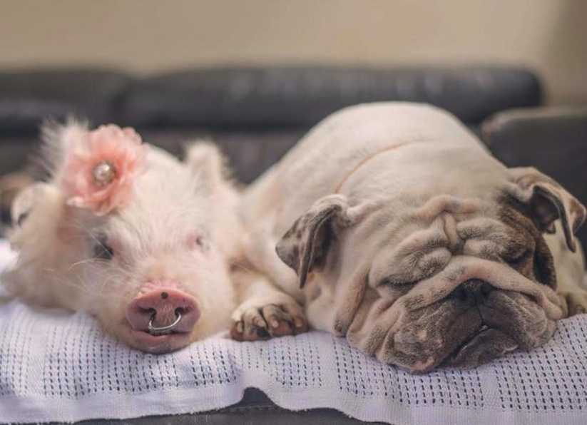 Meet_Olive_An_Adorable_Little_Pig_that_was_Raised_with_Dogs_2016_02