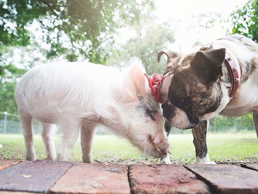 Meet_Olive_An_Adorable_Little_Pig_that_was_Raised_with_Dogs_2016_03