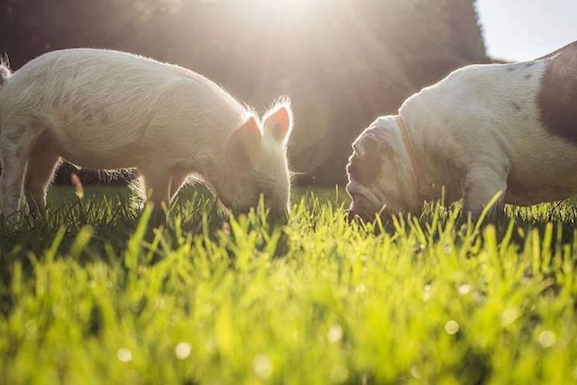 Meet_Olive_An_Adorable_Little_Pig_that_was_Raised_with_Dogs_2016_04