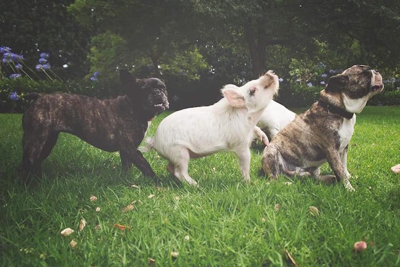 Meet_Olive_An_Adorable_Little_Pig_that_was_Raised_with_Dogs_2016_05